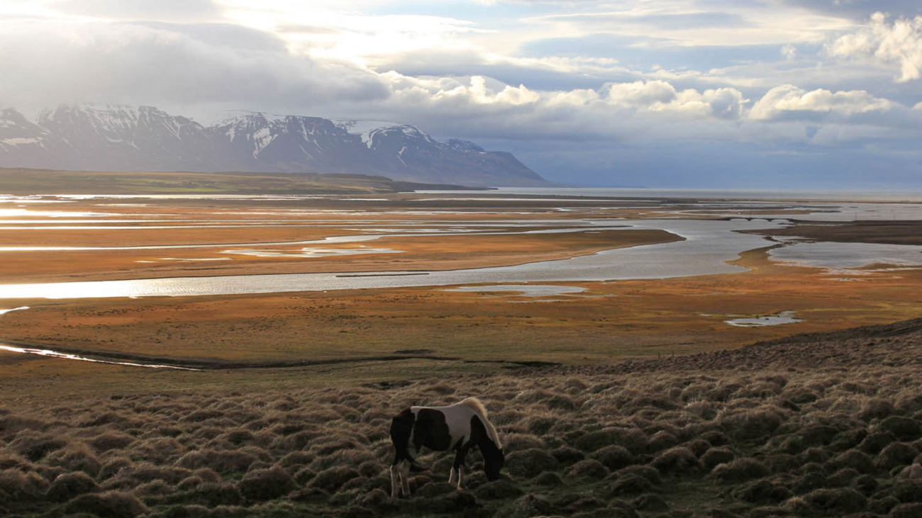 horses-skagafjordur-north
